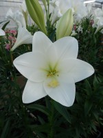 [4108 Global Arena Mak No12.JPG]